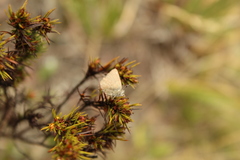 Rhamma anosma
