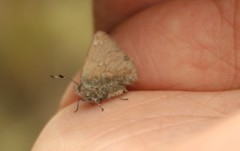Rhamma anosma