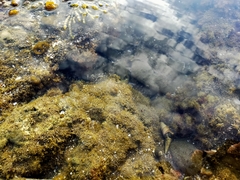 Aldrichetta forsteri