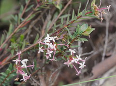 Pimelea alpina