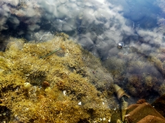 Aldrichetta forsteri