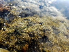 Aldrichetta forsteri