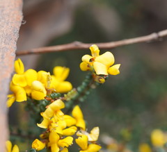 Bossiaea foliosa