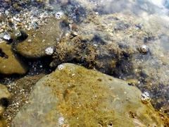 Aldrichetta forsteri