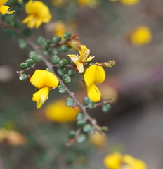 Bossiaea foliosa
