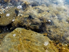 Aldrichetta forsteri