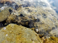 Aldrichetta forsteri