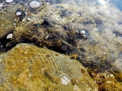 Aldrichetta forsteri