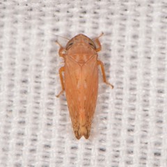 Spathanus acuminatus