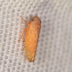 Spathanus acuminatus