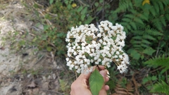 Ageratina ligustrina