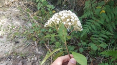 Ageratina ligustrina
