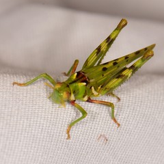Bootettix argentatus