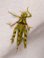 Bootettix argentatus