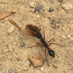 Myrmecia esuriens