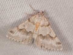 Macaria pallipennata