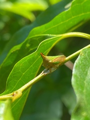 Potnia diringshofeni