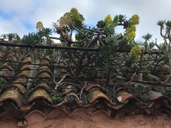 Aeonium arboreum arboreum