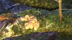 Hypocreopsis rhododendri