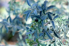 Murgantia histrionica