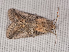 Aleptina arenaria