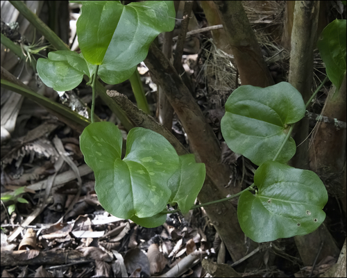 Smilax tamnoides image