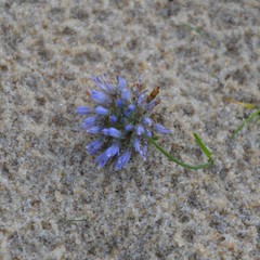 Jasione maritima