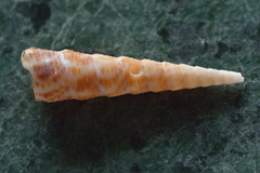 Turritellidae