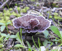 Thelephora caryophyllea
