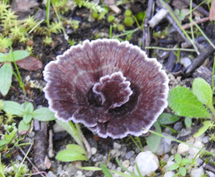 Thelephora caryophyllea