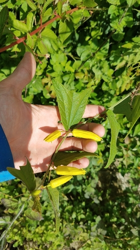 Passiflora citrina iNat (2)