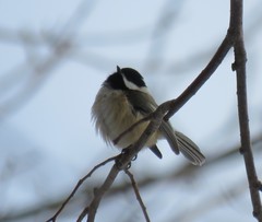 Poecile atricapillus