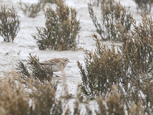 Water Pipit, Dongeradeel, Friesland, Netherlands, photo 6 of 10