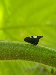 Enchophyllum quinquemaculatum