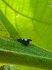 Enchophyllum quinquemaculatum