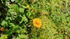 Smallanthus oaxacanus