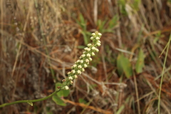 Gomphichis