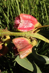 Eucalyptus tetraptera