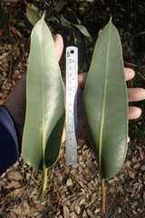 Eucalyptus tetraptera
