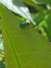 Hermesilla fulgidicollis