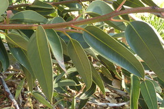 Eucalyptus tetraptera