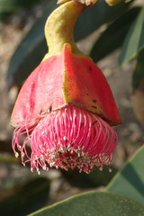 Eucalyptus tetraptera