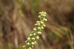 Gomphichis