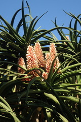 Aloidendron barberae
