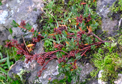 Polygonum paronychia