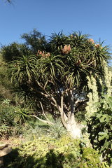 Aloidendron barberae