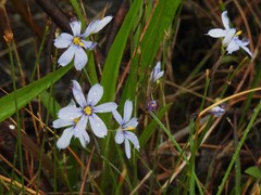 Sisyrinchium mucronatum