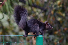 Sciurus aureogaster nigrescens