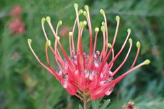Grevillea thelemanniana