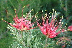 Grevillea thelemanniana